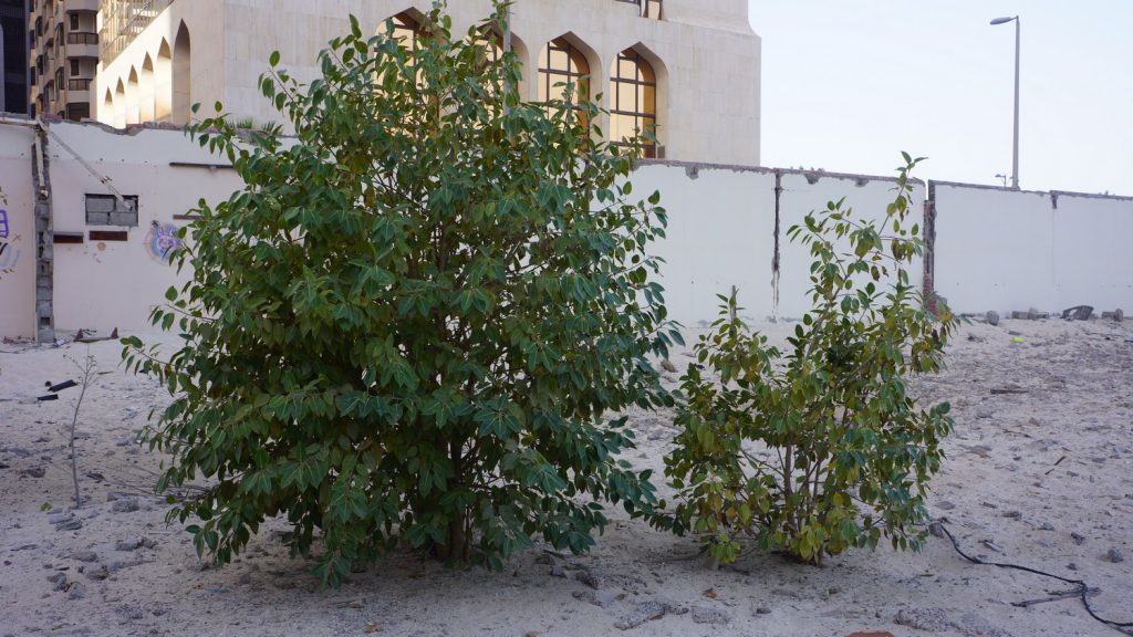 Ficus benghalensis