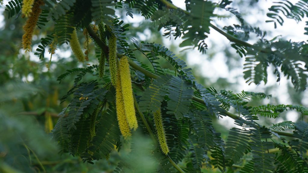 Prosopis juliflora flowers