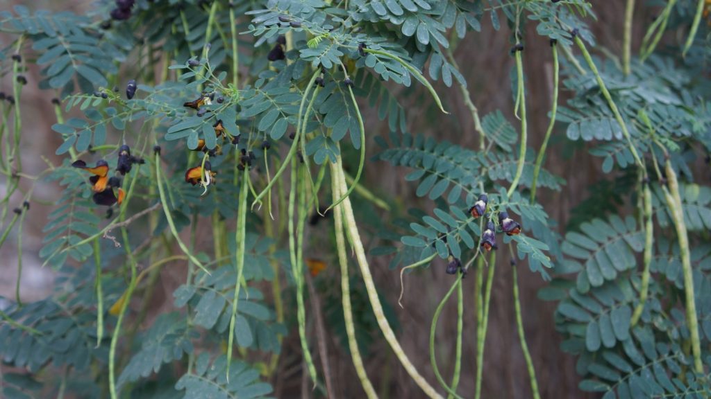 Unknown Legume