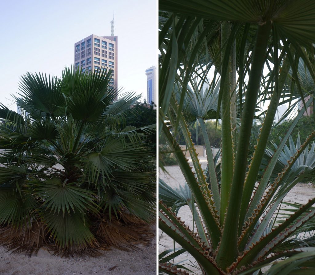 Washingtonia robusta