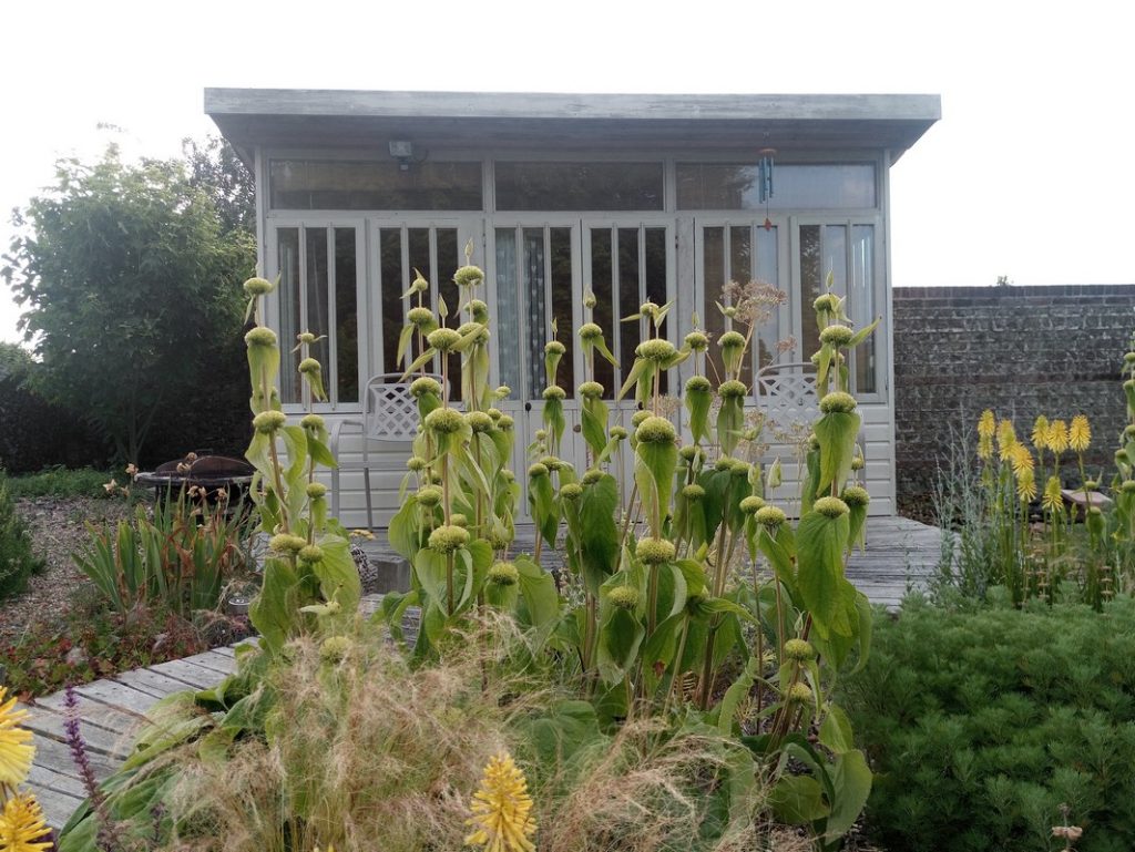 Phlomis russeliana, after flowering. The stem leaves have since dropped, leaving an brown, architectural structure.
