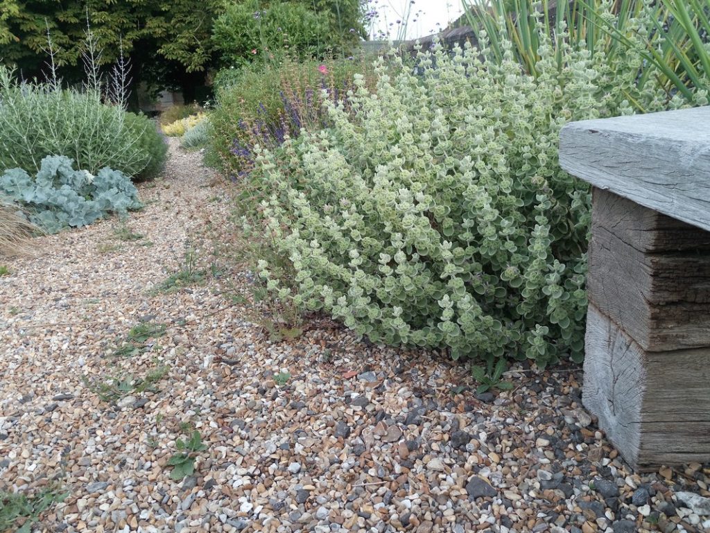 Ballota pseudodictamus, a Mediterranean sub-shrub with grey, felted leaves, loved by bees.