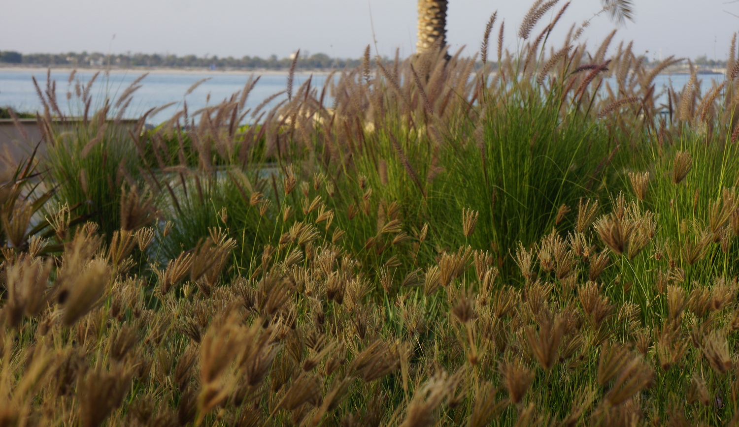 Grassess in Abu Dhabi