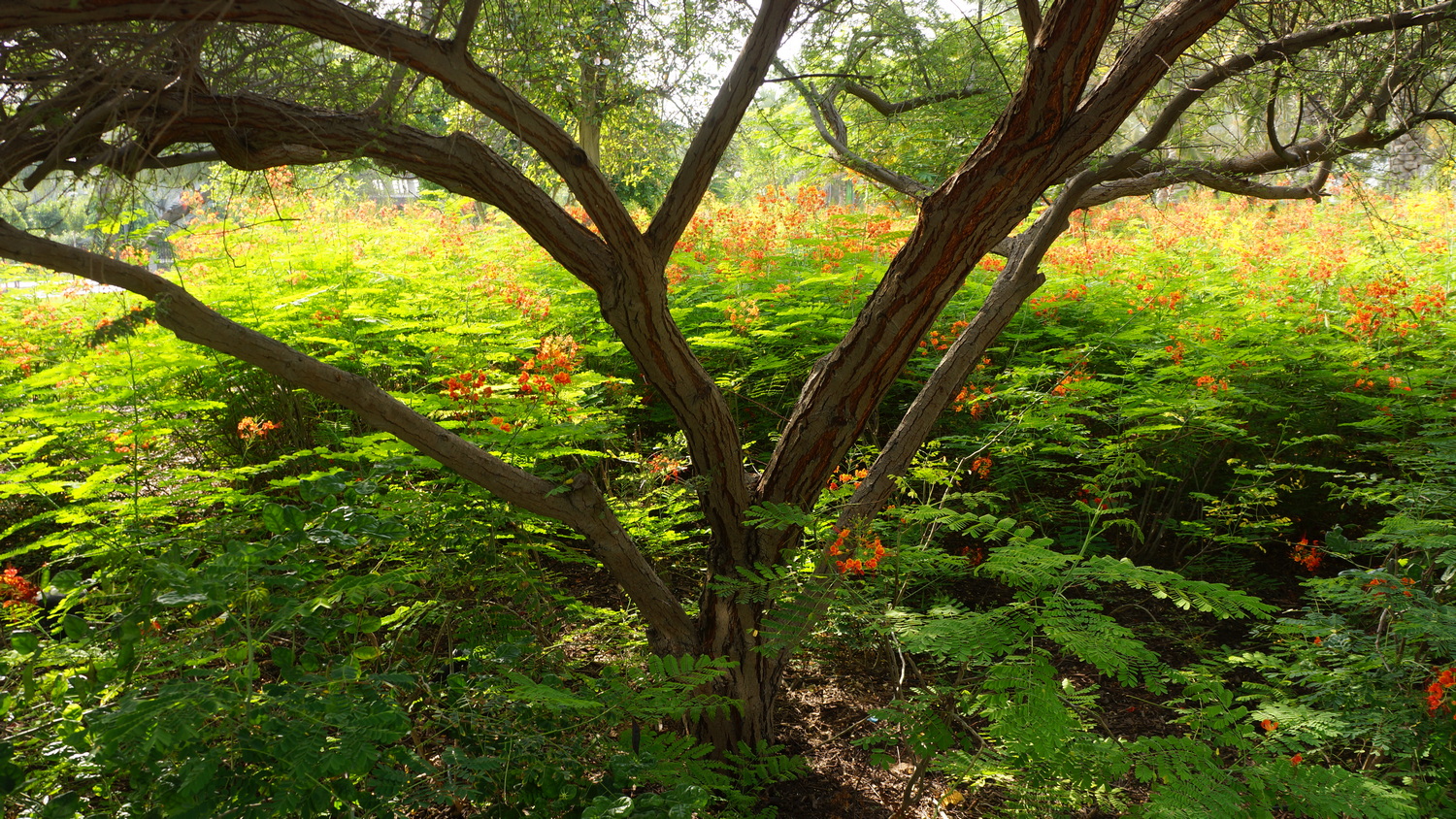 Trees add height and microclimate