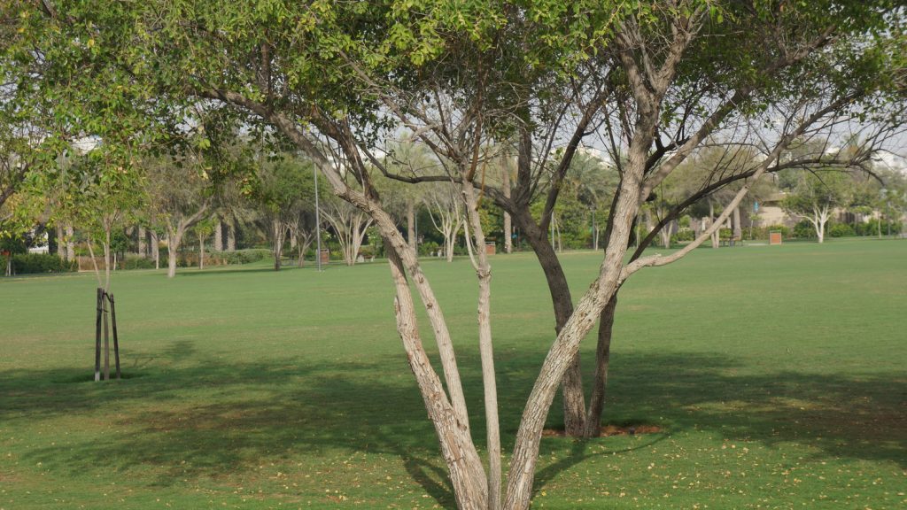 Trees in grass lose most of their microclimate