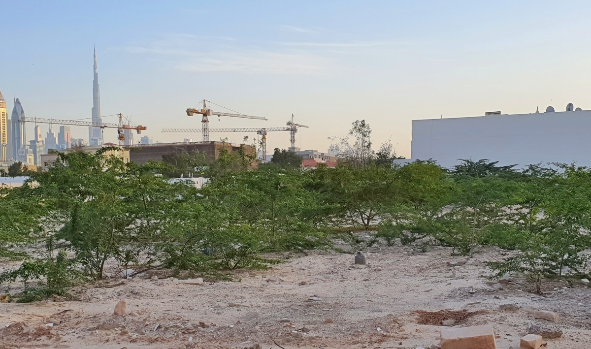 Natural regeneration on a brownfield site Dubai