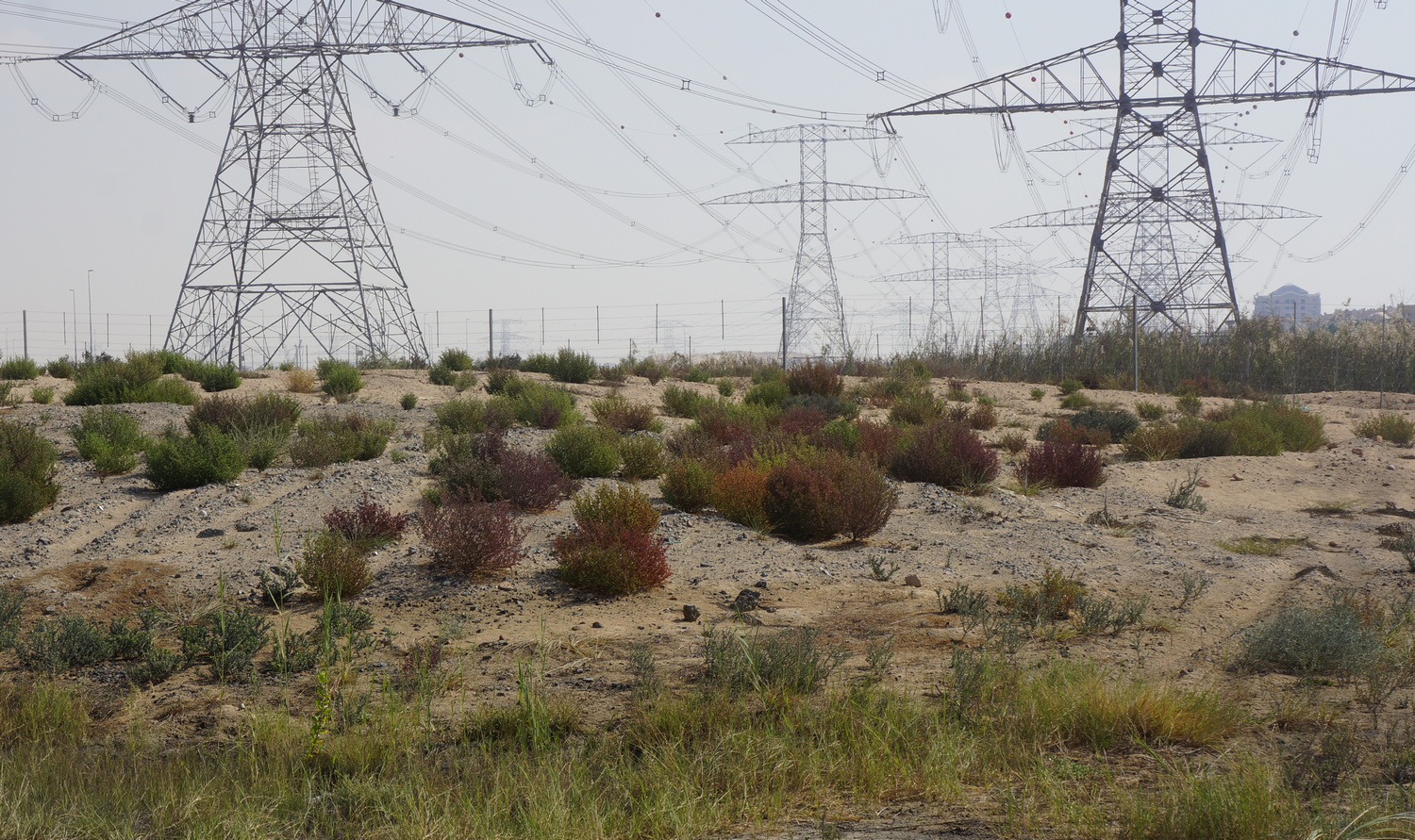 Creating non-irrigated climate-adapted landscapes in the Middle East