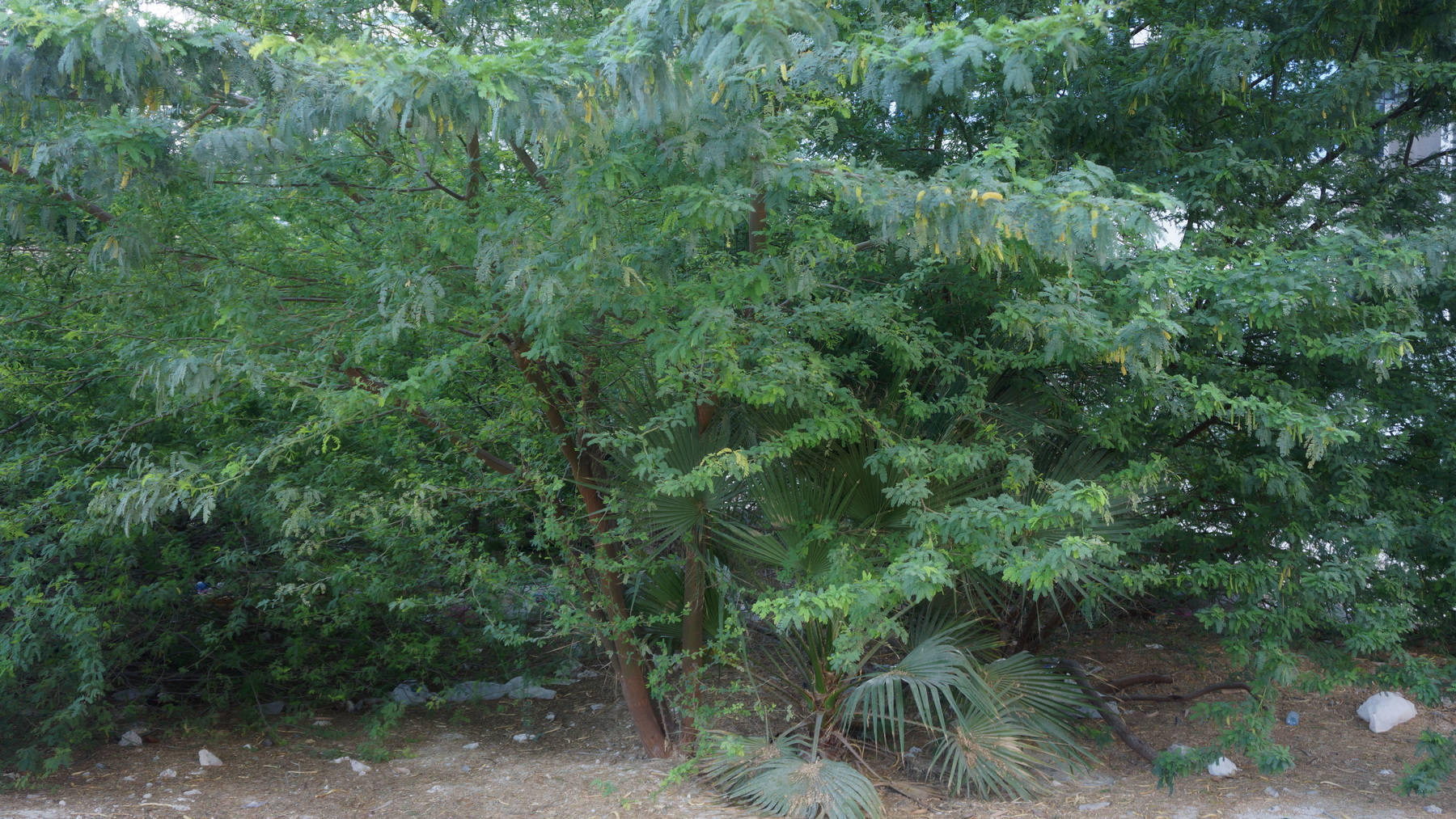 Coppiced Treescapes for the Middle East