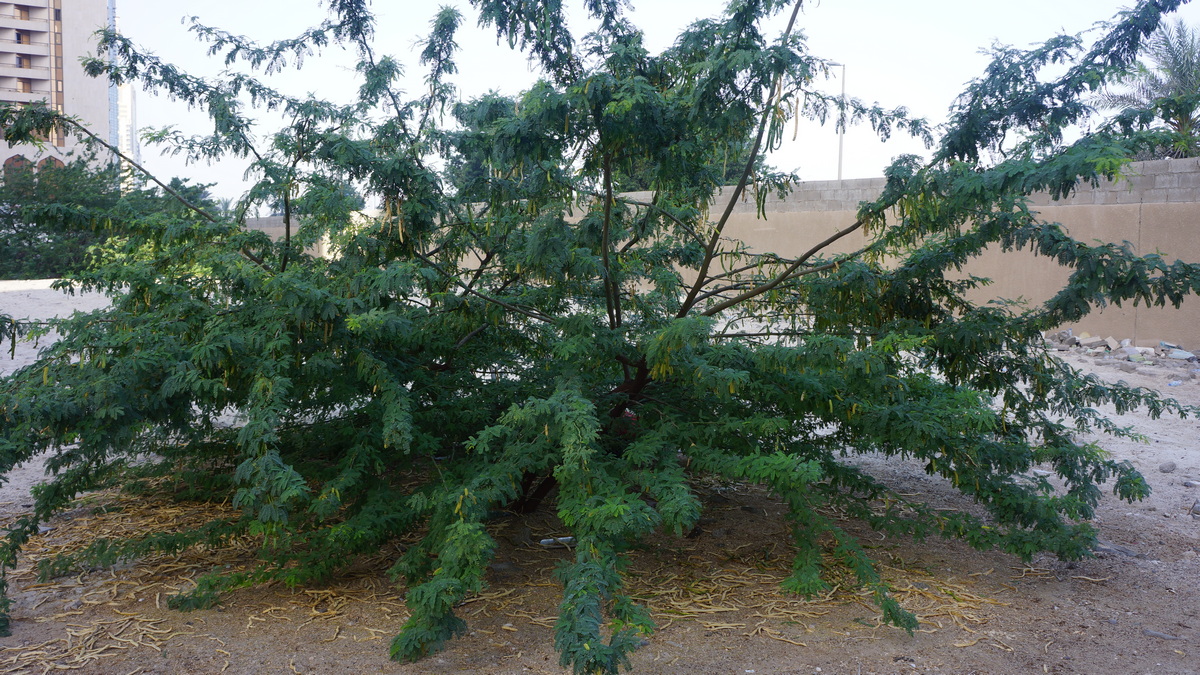 Coppiced treescapes for the Middle East