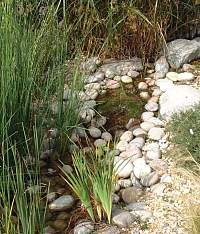 a stream garden