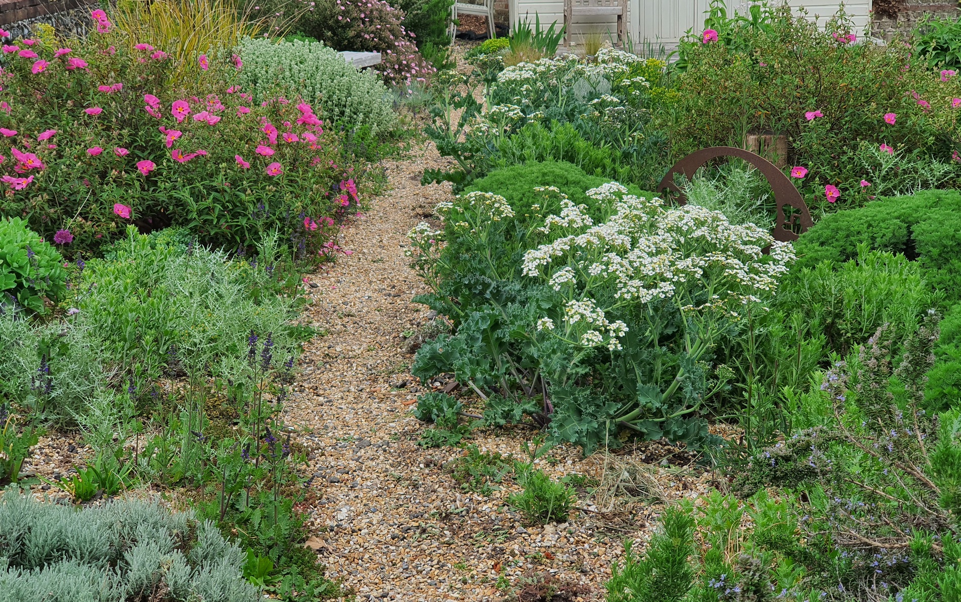 The self-seeded garden