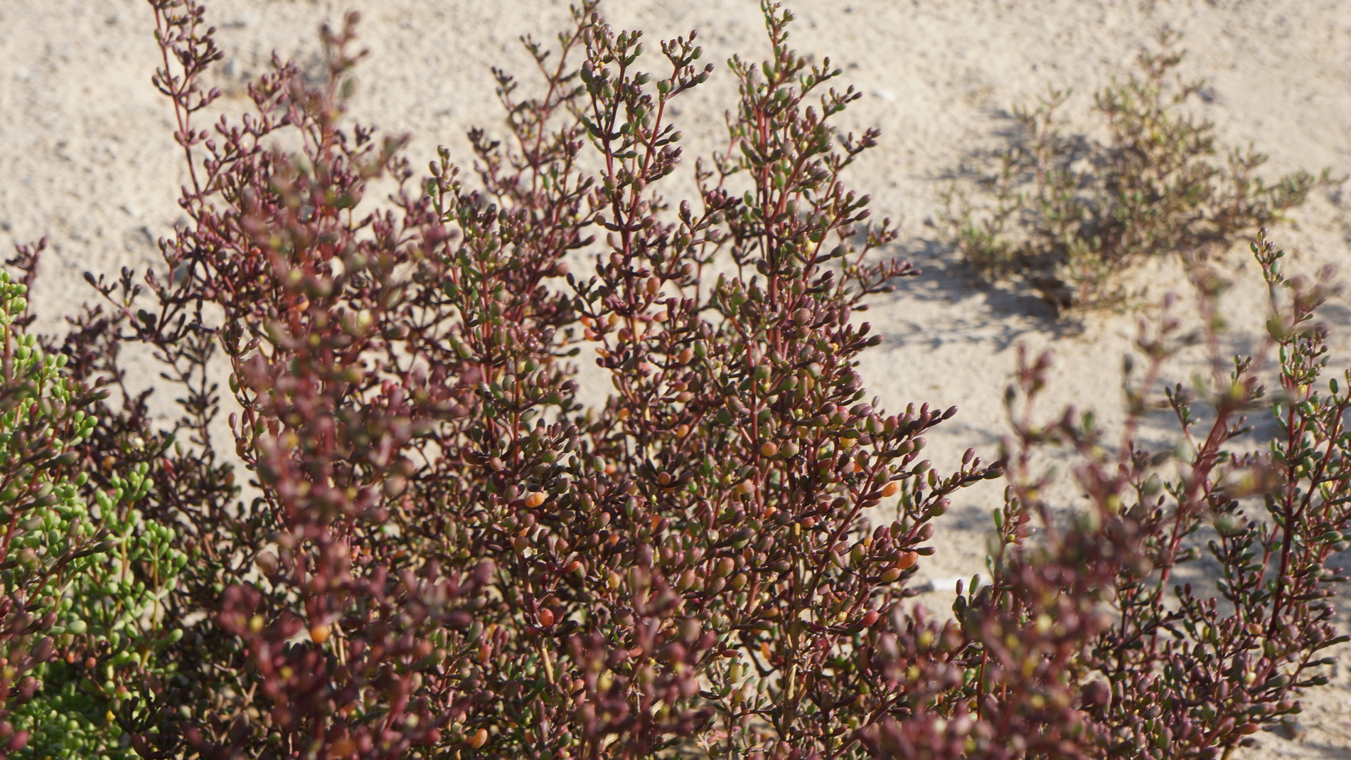 How to create semi-wild seeded xeriscapes in the Middle East