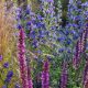 self-seeded plants in the garden