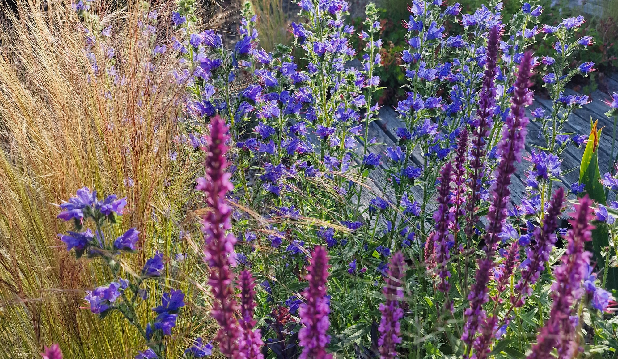 self-seeded plants in the garden