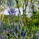 a woodland edge garden