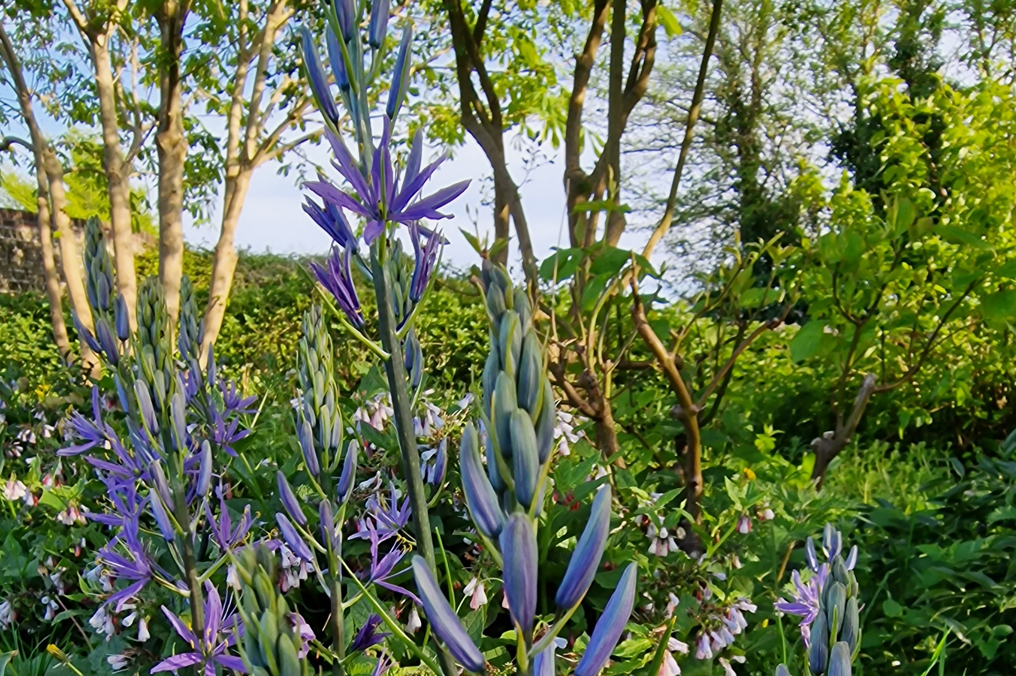 The Woodland Edge Garden