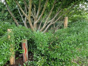 summer pruning the woodland edge garden