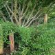 summer pruning the woodland edge garden