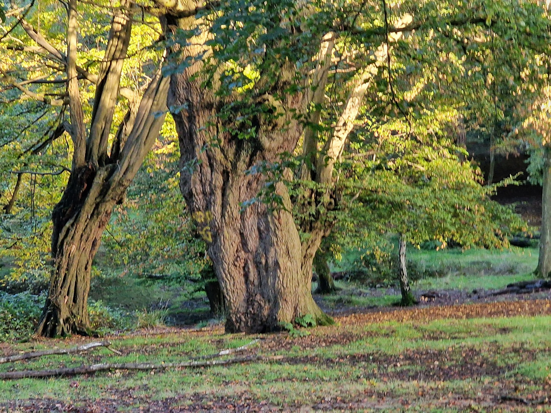 Ancient beech trees at Epping Forest