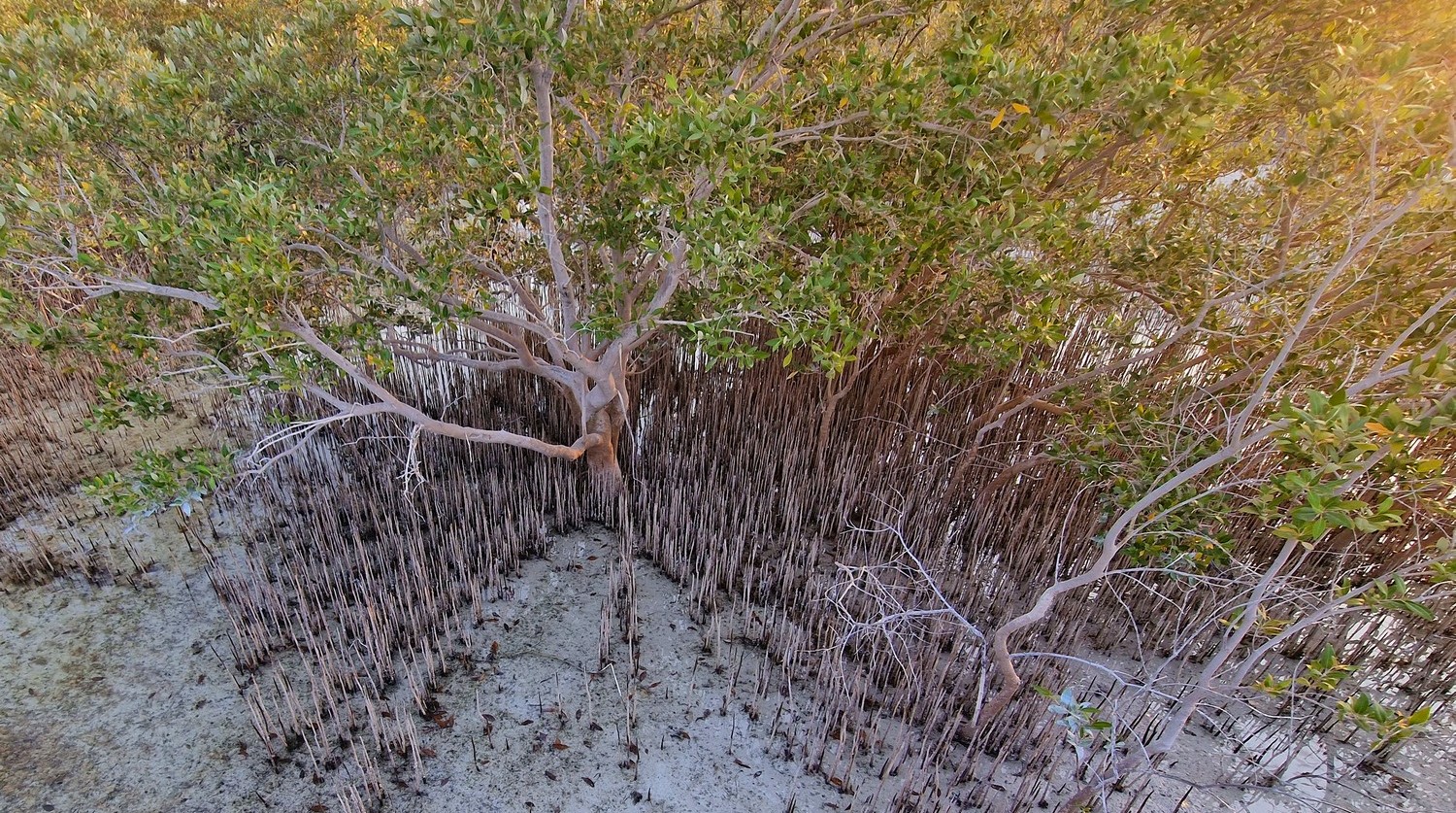 The Root of it All