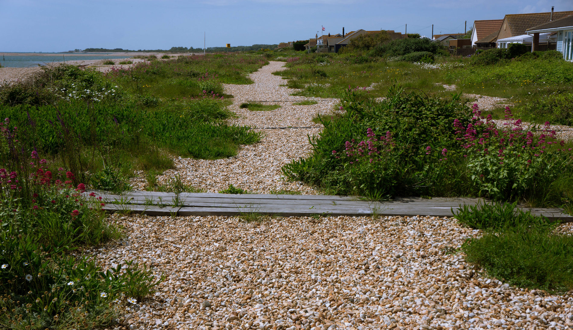 A Beach Shrubscape
