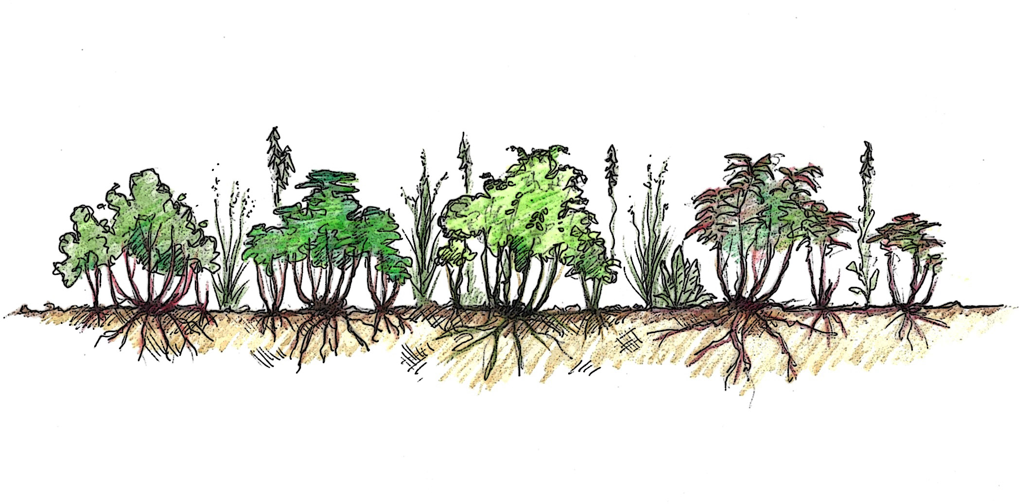 The New Shrubscape
