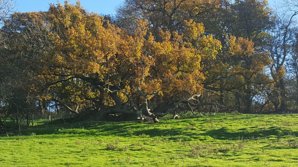 Phoenix oak tree Arundel