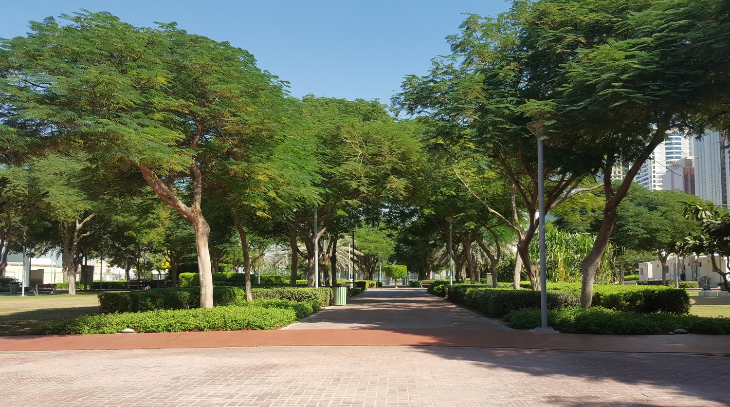 Urban street trees in arid climates