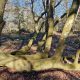 Phoenix oaks at Wynkcoombe arboretum