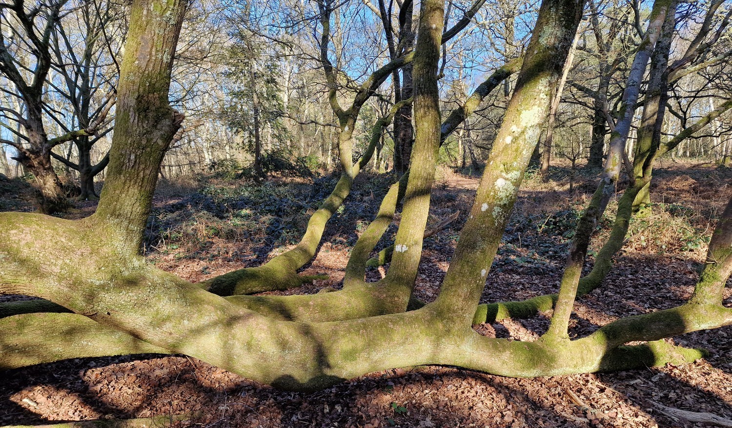 Phoenix oaks at Wynkcoombe arboretum
